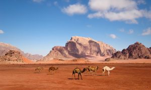 Camels in Wadi Rum, Jordan.